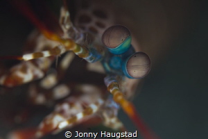 Love the Mantis Shrimp, amazing colors. by Jonny Haugstad 